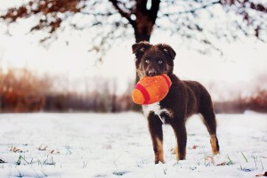 My daughter Aubree's beautiful puppy, Hudson.