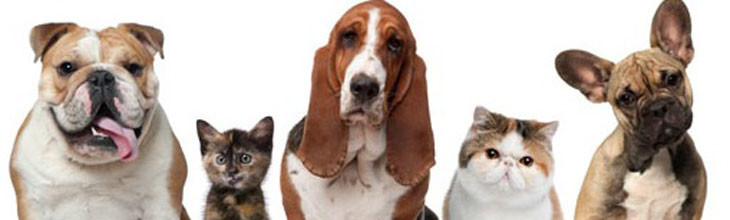 ESSENTIAL OILS AND PETS